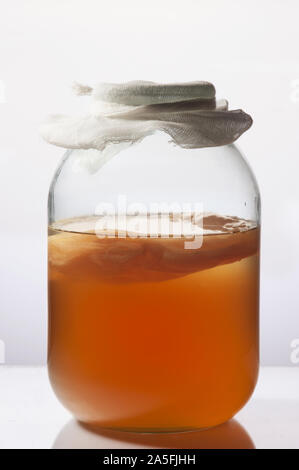 Hausgemachte fermentierter Tee Kombucha im Glas auf dem weißen Hintergrund. Einfache alte Elixir. Close Up, vertikal Stockfoto