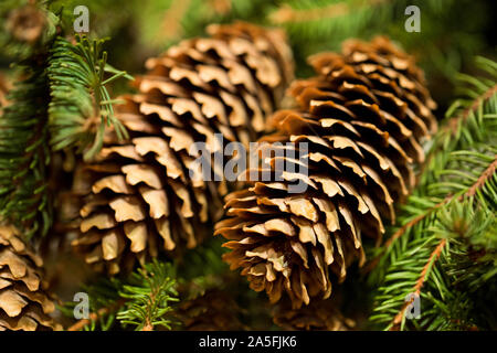 Zweig der Fir-Baum mit großen langen Kegel, hautnah. Stockfoto