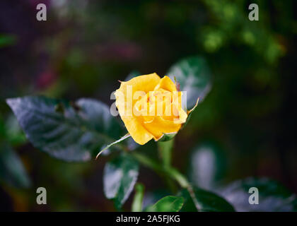 Eine lebendige und schöne, gelbe Rose Blume in voller Blüte an einem Sommertag. Stockfoto