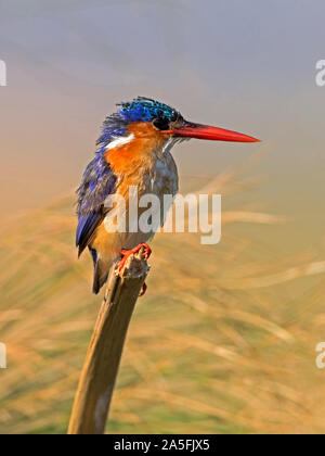 Malachite Kingfisher gehockt Stockfoto