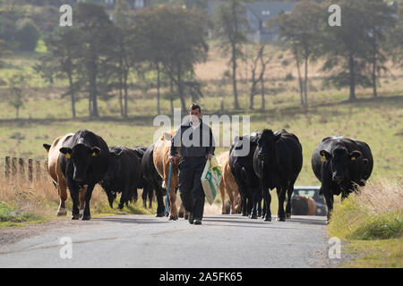 Ein Landwirt führt eine Herde von Rindern auf einem schmalen Feldweg in ländlichen Aberdeenshire, Schottland Stockfoto