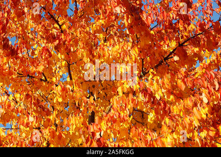 Full Frame image Low Angle View eines Tree Top mit Blättern in leuchtenden Farben des Herbstes. Stockfoto