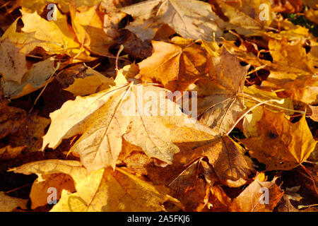 Full Frame Bild des gefallenen Ahornblätter im Herbst seasion. Stockfoto