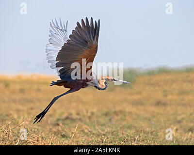 Purpurreiher im Flug Stockfoto