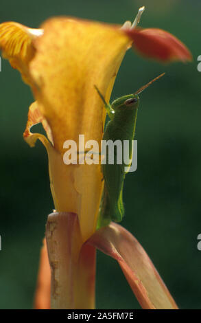 HELLGRÜNE GRASHÜPFER AUF CANNA LILY BLUME, (CANNA INDICA) AUSTRALIEN. Stockfoto
