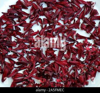 Hibiskus, Rot Roselle, auch als 'Jamaika' bekannt. Die tiefrote Farbe der fleischigen Zitrone oder cranberry Geschmack blütenkelche können geschält werden zu trinken wie Tee oder gegessen. Stockfoto