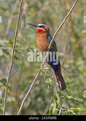 White-fronted Bee-eater gehockt Stockfoto