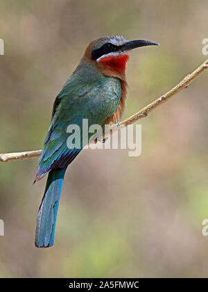 White-fronted Bee-eater gehockt Stockfoto