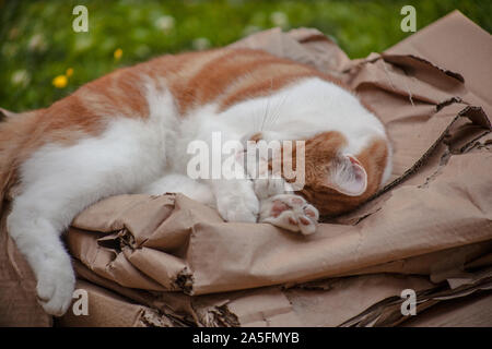 Ingwer süße Katze friedlich schlafend im Garten Stockfoto