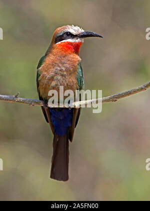 White-fronted Bee-eater gehockt Stockfoto