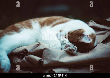 Ingwer süße Katze friedlich schlafend im Garten Stockfoto