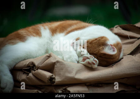 Ingwer süße Katze friedlich schlafend im Garten Stockfoto