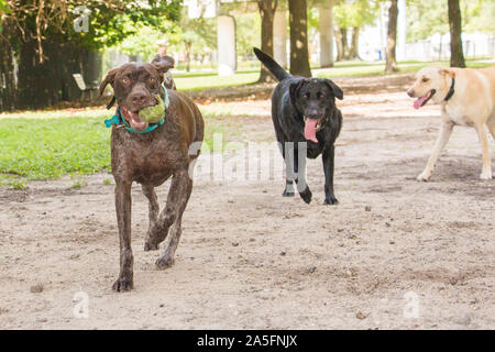 Drei Hunde spielen in einem Park, Fort De Soto, Florida, United States Stockfoto