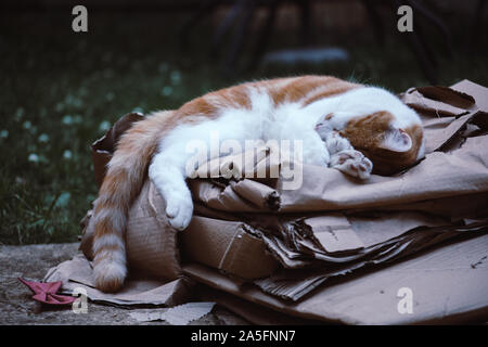 Ingwer süße Katze friedlich schlafend im Garten Stockfoto