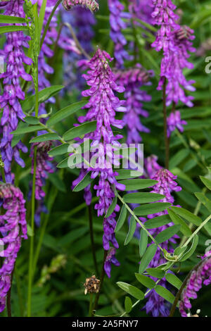 Vogelwicke (Vicia cracca) Blumen Stockfoto