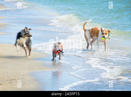Drei Hunde laufen am Strand entlang, Fort De Soto, Florida, United States Stockfoto