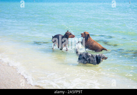 Drei Hunde spielen in Ocean Surf, Fort De Soto, Florida, United States Stockfoto