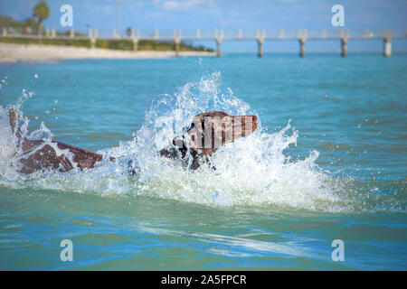 Deutsche kurzhaarige Zeiger in Ozean, Fort De Soto, Florida, United States Stockfoto