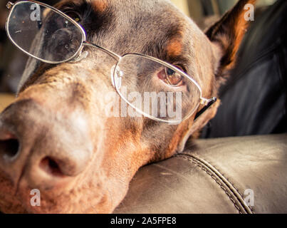 Nahaufnahme eines Dobermann liegen auf einer Couch mit Brille Stockfoto