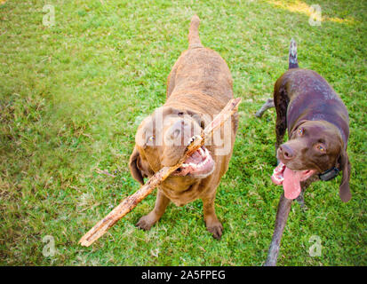 Chocolate Labrador und ein Deutscher kurzhaariger Zeiger spielt mit einem Stock, Fort De Soto, Florida, United States Stockfoto