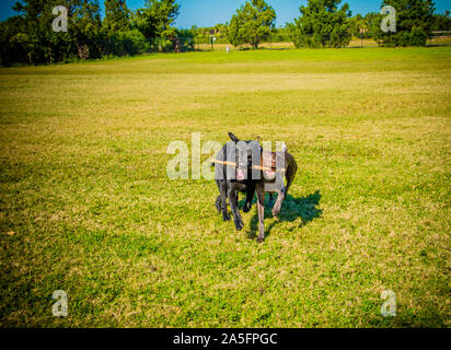 Deutscher Schäferhund und ein Deutscher kurzhaariger Zeiger spielt mit einem Stock, Fort De Soto, Florida, United States Stockfoto