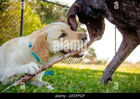 Labrador und ein Deutscher kurzhaariger Zeiger spielt mit einem Stock, Fort De Soto, Florida, United States Stockfoto