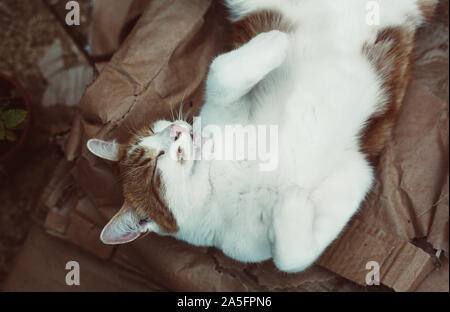 Ingwer süße Katze friedlich schlafend im Garten Stockfoto