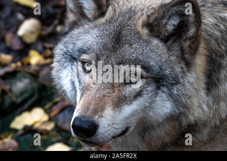 Porträt einer kanadischen Timber Wolf, Quebec, Kanada Stockfoto