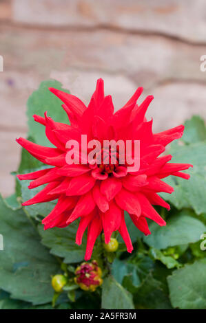 Red Pygmy Dahlia mit dem Brechen der Knospe in der Nahaufnahme. Ein knötchenförmige Pflanze, die Laubbäume und winterharte Stockfoto