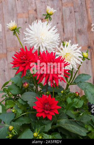 Gruppe von Red Pygmy cactus Dahlien Blumen mit weißen Dahlien Playa Blanca hinter ihnen Knötchenförmige Pflanzen, Laub- und winterharte Stockfoto