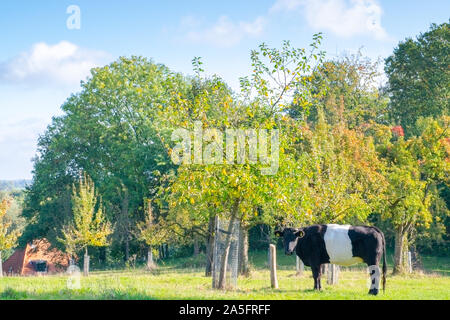 Niederländische Kuh Schürfwunden, die neben einem Baum im schönen Morgen Licht Stockfoto