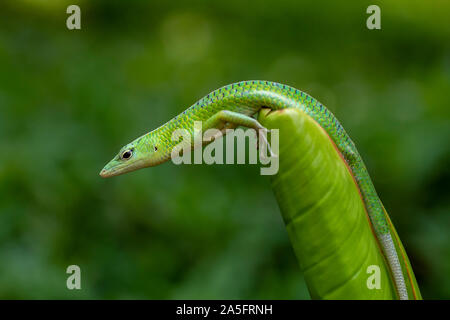 Grüne skink Eidechse auf einem Betrieb, Indonesien Stockfoto