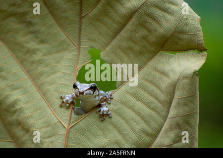 Amazon Milch Frosch durch ein Loch in einem Blatt suchen, Indonesien Stockfoto