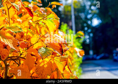 Schon Herbstlich Verfarbte Blatter Auf Asten In Der Morgensonne Herbst Hintergrundbild Stockfotografie Alamy