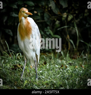 Porträt einer Kuhreiher, Malaysia Stockfoto