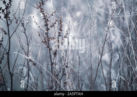 Nahaufnahme einer Spinnennetz am Morgen Frost, Berkshire, England, Vereinigtes Königreich Stockfoto