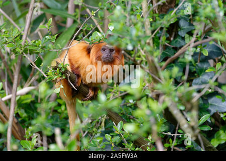 Golden Lion Tamarin - leontopithecus Rosalia seltene Neue Welt Monkey von der atlantischen Küste Brasiliens Stockfoto