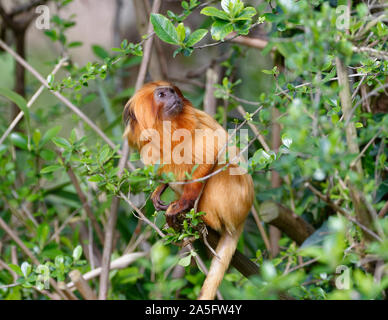 Golden Lion Tamarin - leontopithecus Rosalia seltene Neue Welt Monkey von der atlantischen Küste Brasiliens Stockfoto