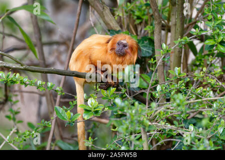 Golden Lion Tamarin - leontopithecus Rosalia seltene Neue Welt Monkey von der atlantischen Küste Brasiliens Stockfoto