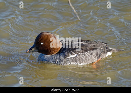 Weibliche Schellente, Bucephala clangula auf dem Wasser Stockfoto