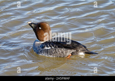 Weibliche Schellente, Bucephala clangula auf dem Wasser Stockfoto