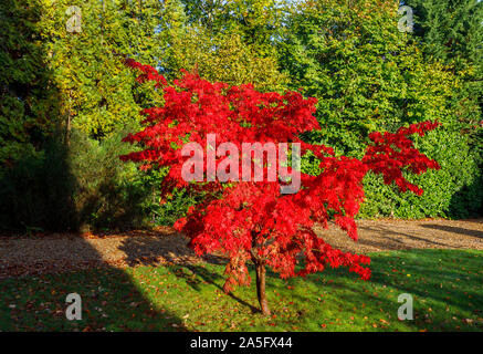 Schönen japanischen Ahorn, Acer palmatum, Baum Blätter in voller leuchtend Scharlachrot Herbst Farbe in einem Garten in Surrey, England, Großbritannien Stockfoto