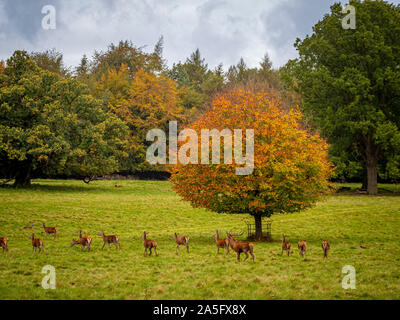 Rotwild, Studley Royal Park, North Yorkshire, UK. Stockfoto