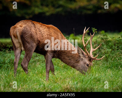 Red Deer Hirsch, Studley Royal Park, North Yorkshire, UK. Stockfoto