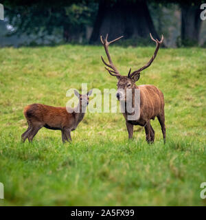 Red Deer Hirsch und Hirschkuh, Studley Royal Park, North Yorkshire, UK. Stockfoto