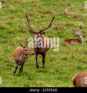 Red Deer Stag und Hinds, Studley Royal Park, North Yorkshire, UK. Stockfoto