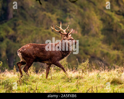 Manchurian Sika Hirsche, Studley Royal Park, North Yorkshire, UK. Stockfoto