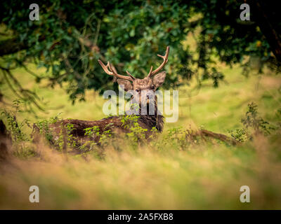Manchurian Sika Hirsche, Studley Royal Park, North Yorkshire, UK. Stockfoto