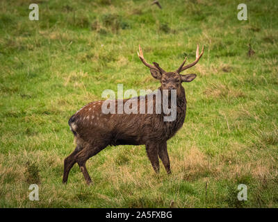 Manchurian Sika Hirsche, Studley Royal Park, North Yorkshire, UK. Stockfoto