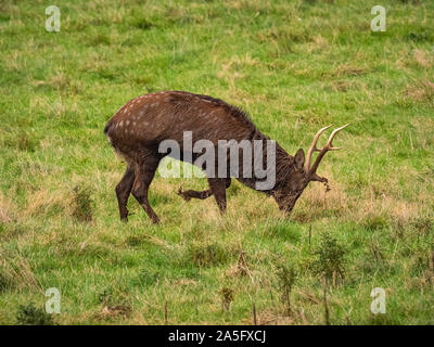 Manchurian Sika Deer, Duft-Kennzeichnung, Studley Royal Park, North Yorkshire, UK. Stockfoto